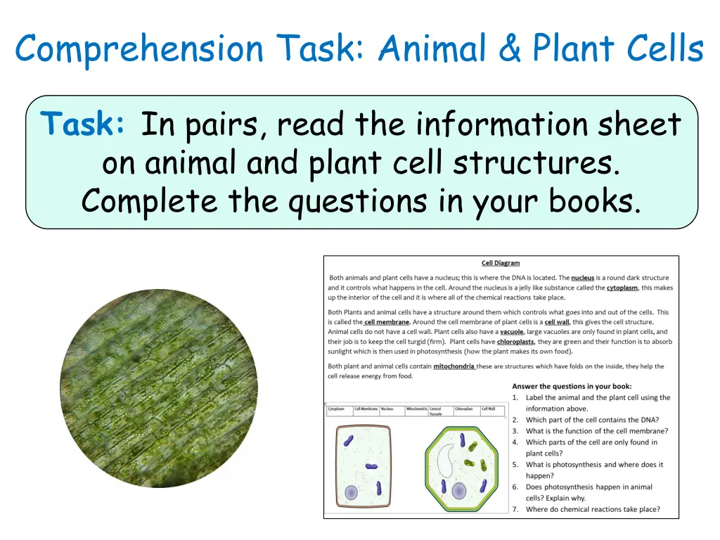 comprehension task animal plant cells