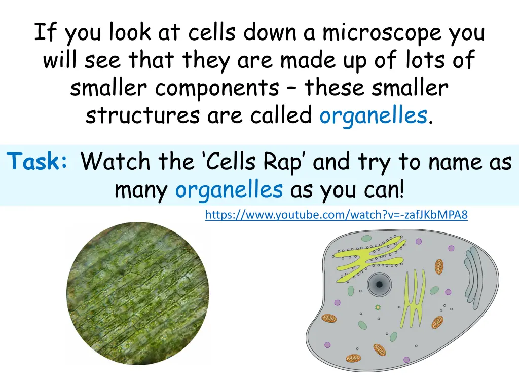 if you look at cells down a microscope you will