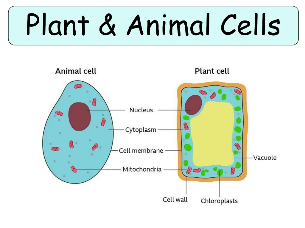 plant animal cells 1