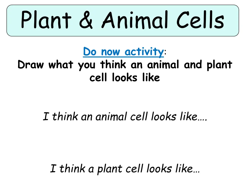 plant animal cells