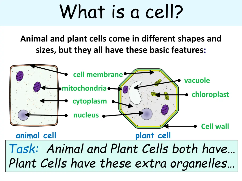 what is a cell