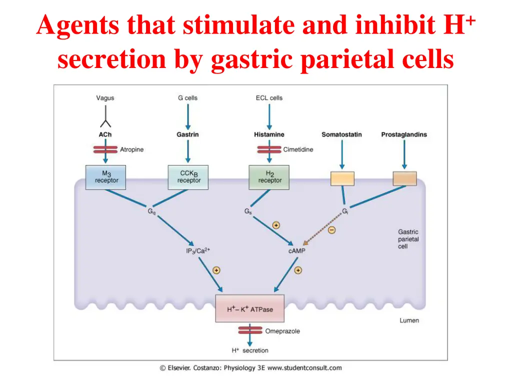 agents that stimulate and inhibit h secretion