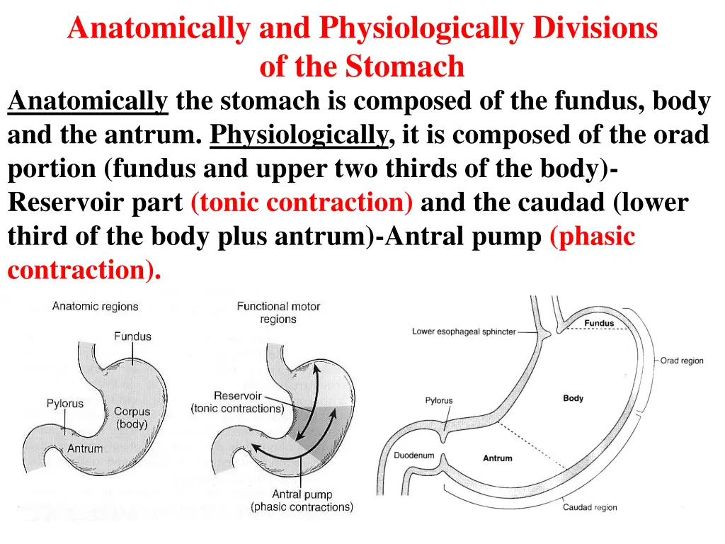 anatomically and physiologically divisions