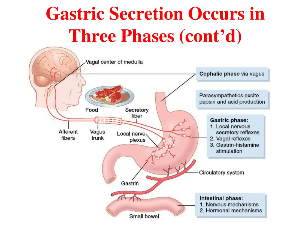 gastric secretion occurs in three phases cont d