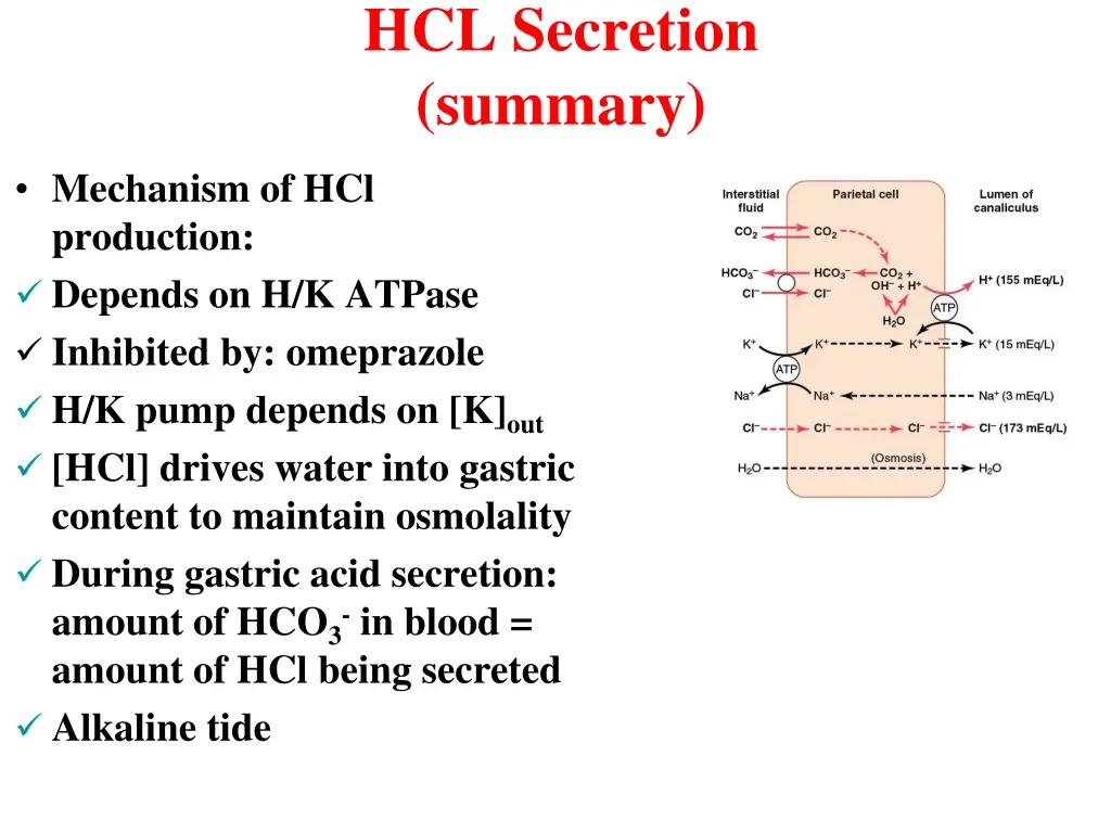 hcl secretion summary