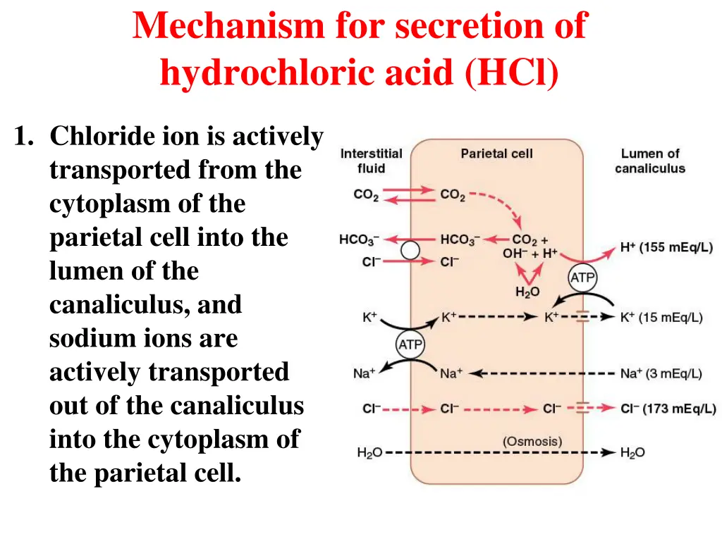 mechanism for secretion of hydrochloric acid hcl