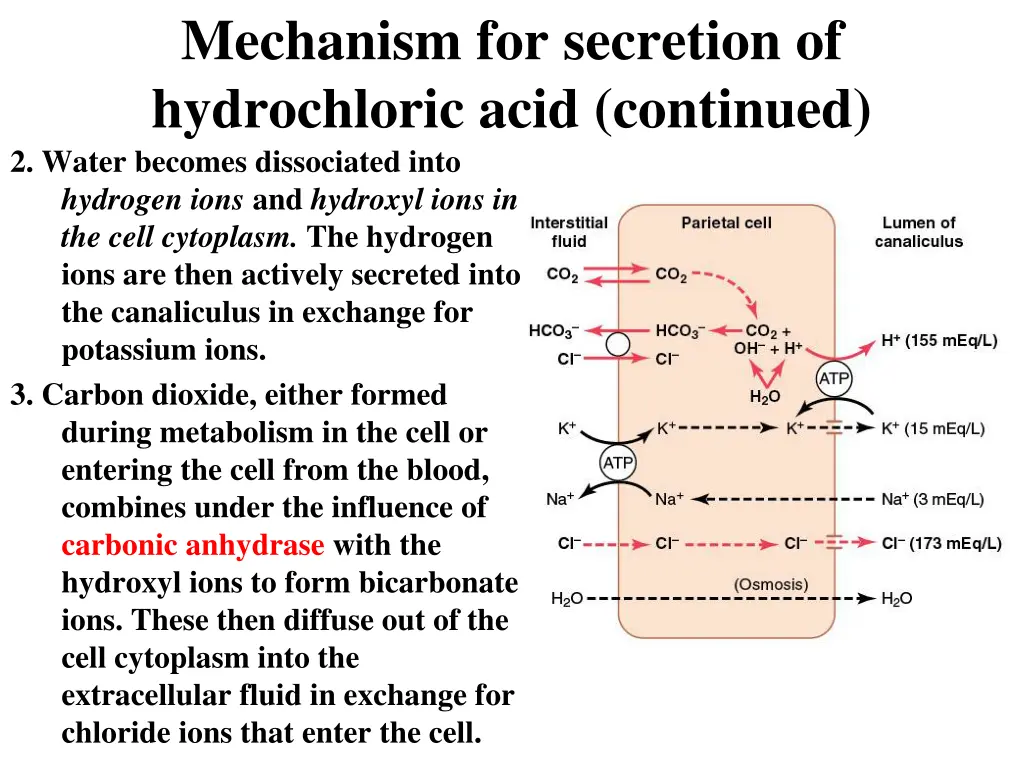 mechanism for secretion of hydrochloric acid