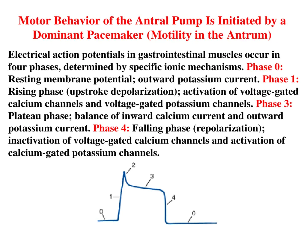 motor behavior of the antral pump is initiated 1