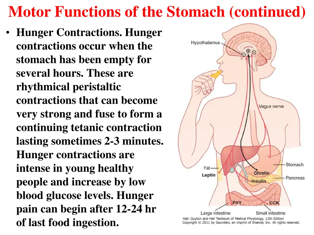 motor functions of the stomach continued hunger