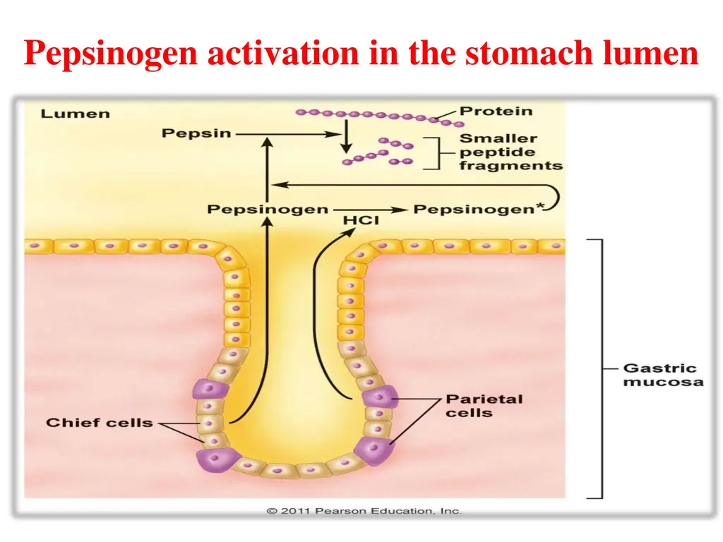 pepsinogen activation in the stomach lumen