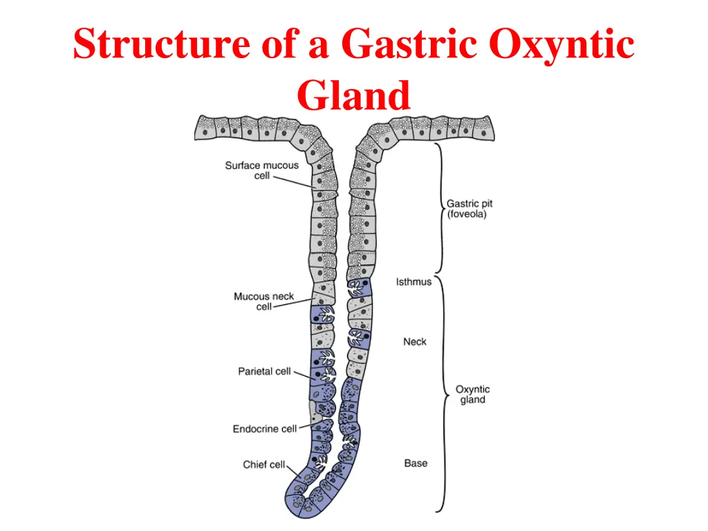 structure of a gastric oxyntic gland 1