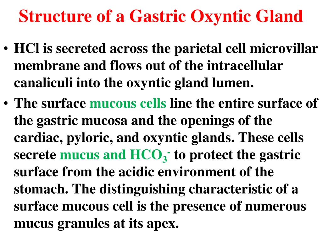 structure of a gastric oxyntic gland