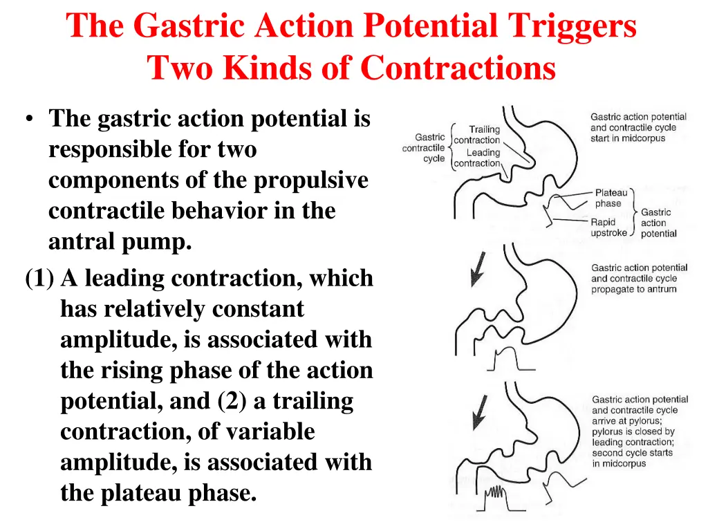 the gastric action potential triggers two kinds