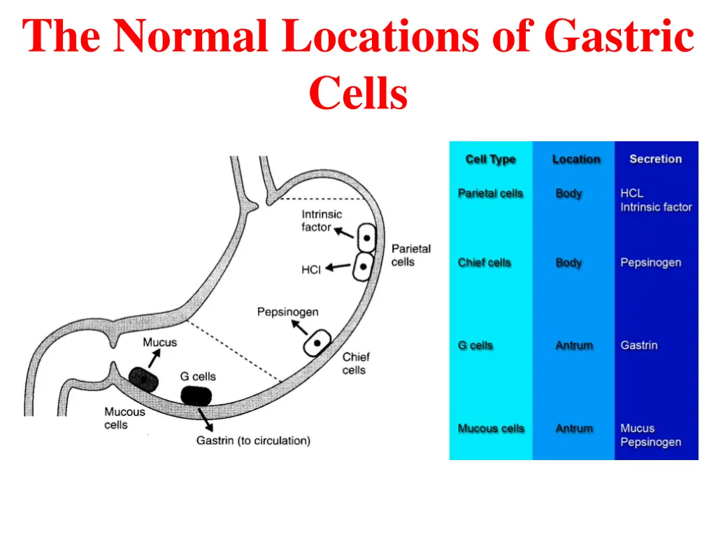 the normal locations of gastric cells