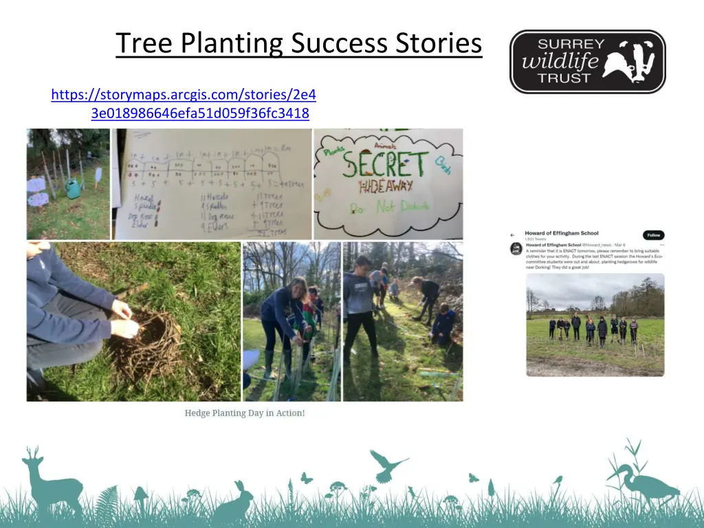 tree planting success stories