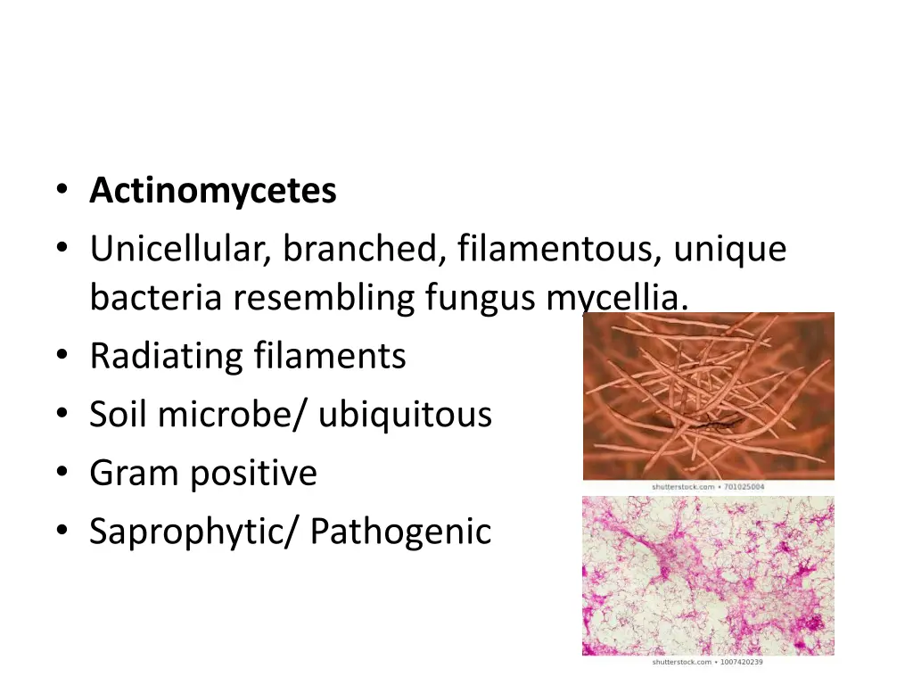 actinomycetes unicellular branched filamentous