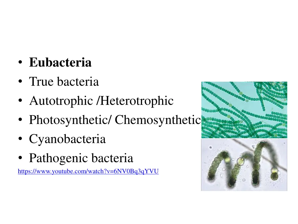 eubacteria true bacteria autotrophic