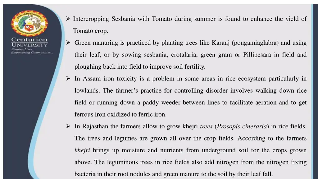 intercropping sesbania with tomato during summer