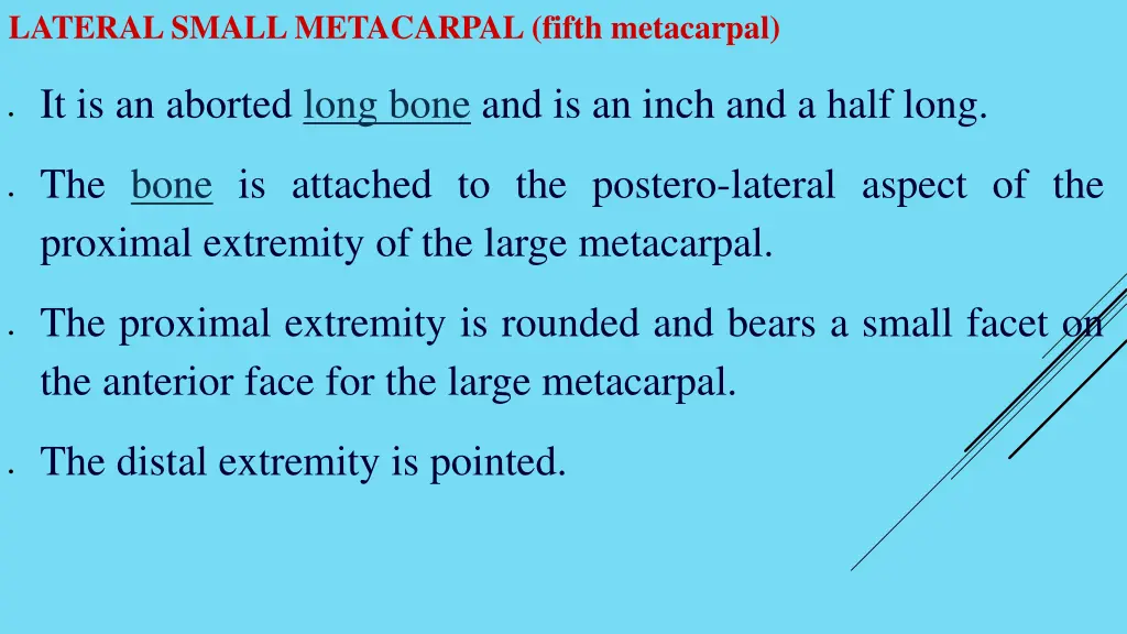 lateral small metacarpal fifth metacarpal