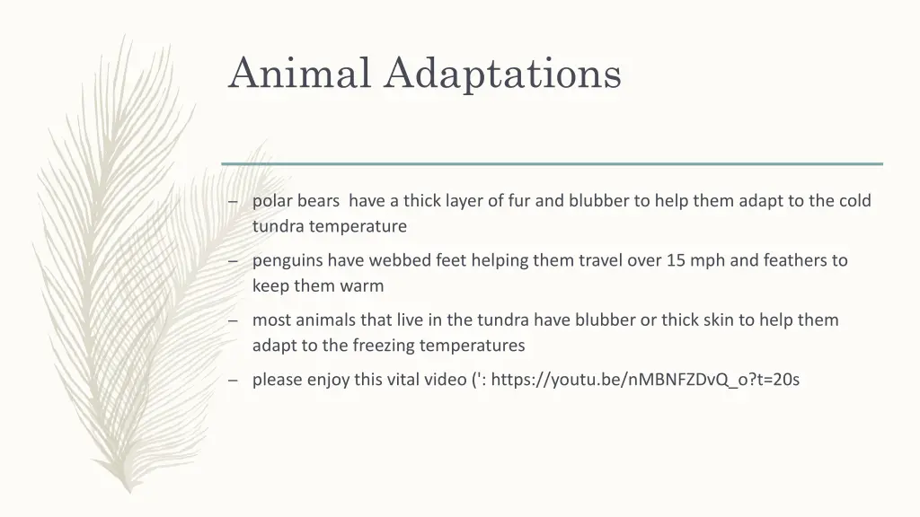 animal adaptations