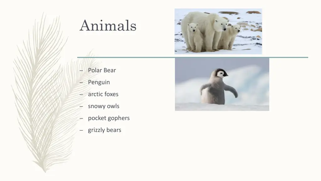 animals