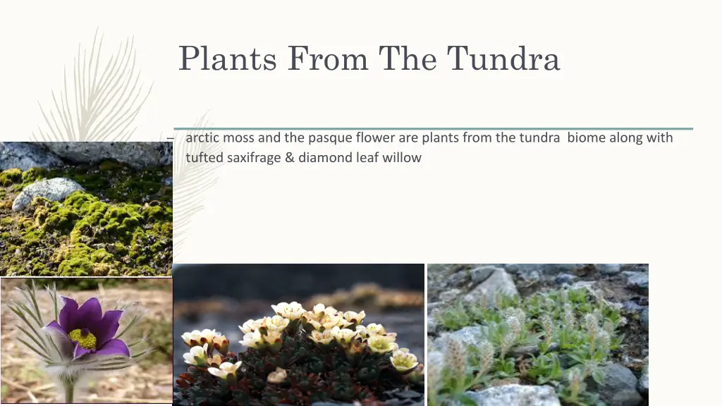 plants from the tundra