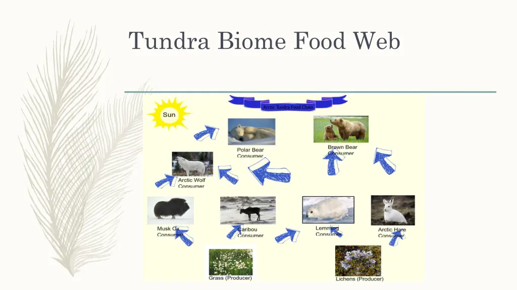 tundra biome food web