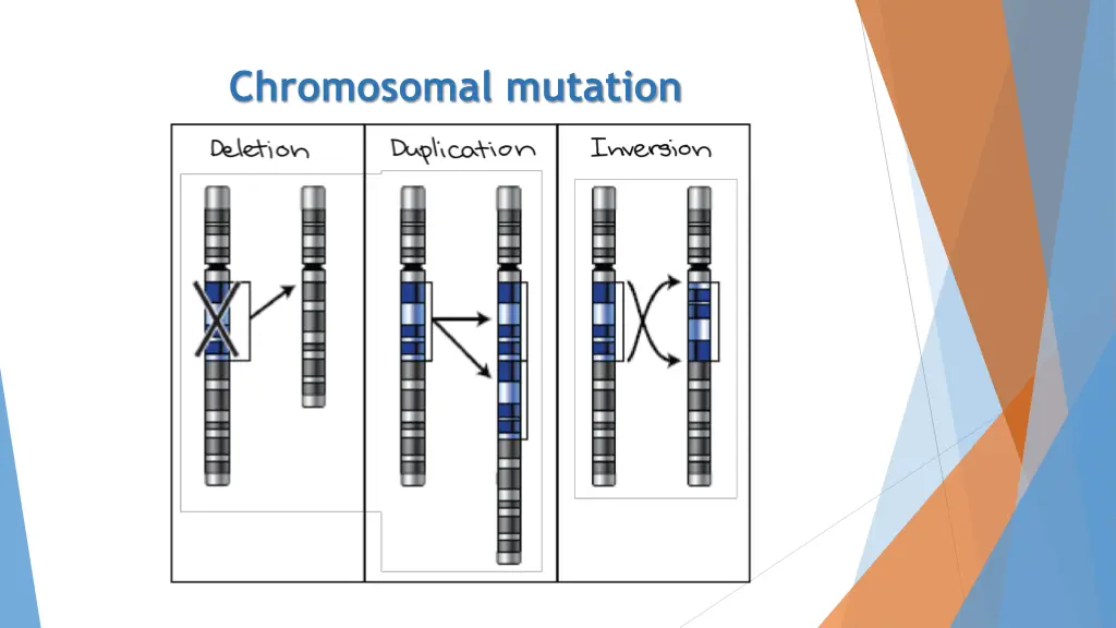 chromosomal mutation 3