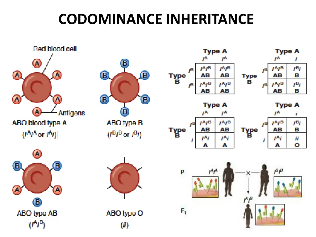 codominance inheritance