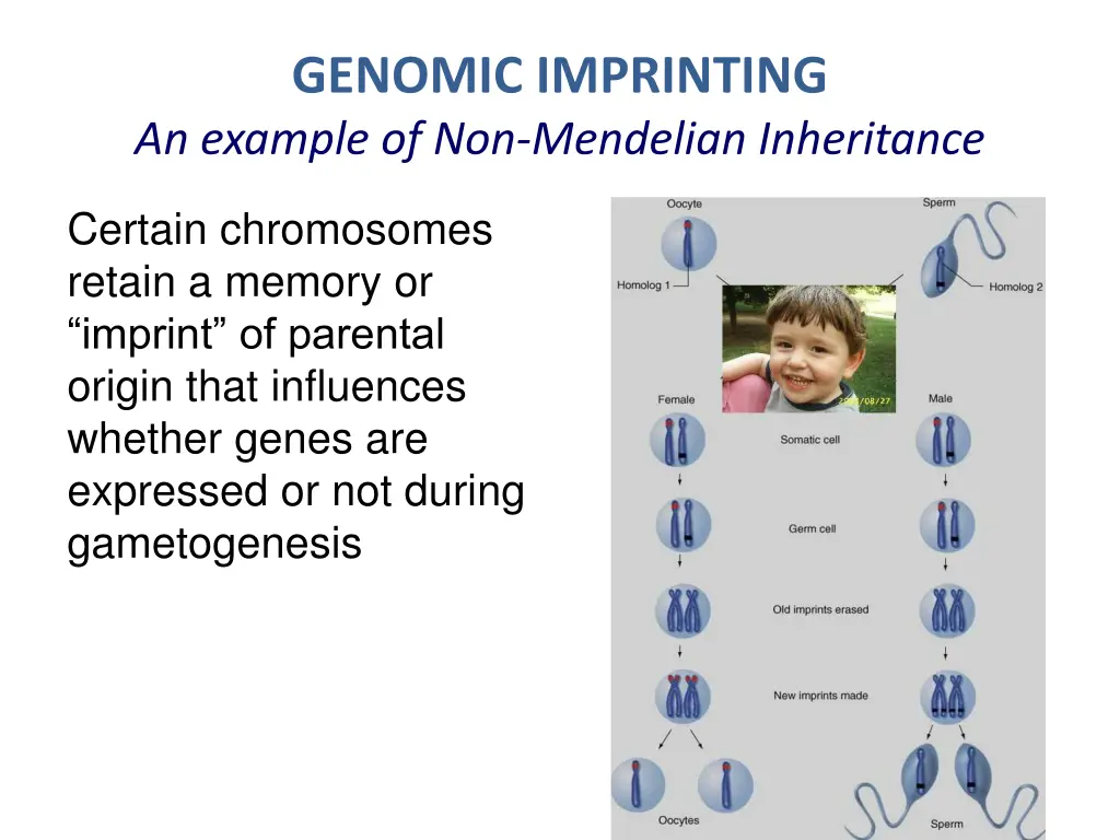 genomic imprinting an example of non mendelian