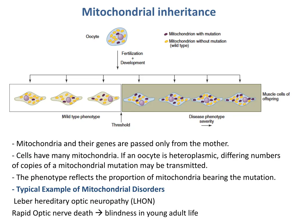 mitochondrial inheritance 1