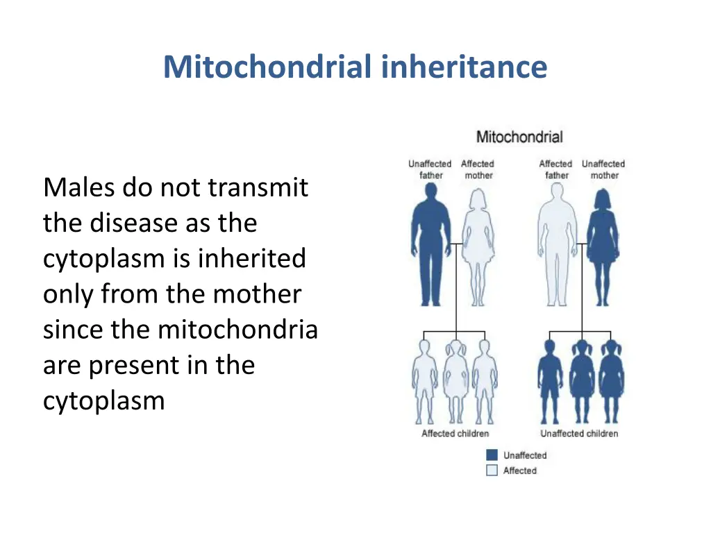 mitochondrial inheritance 2