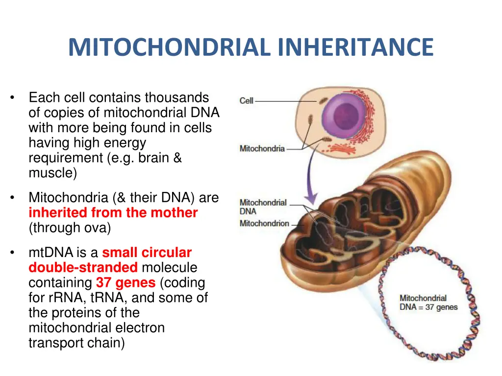 mitochondrial inheritance