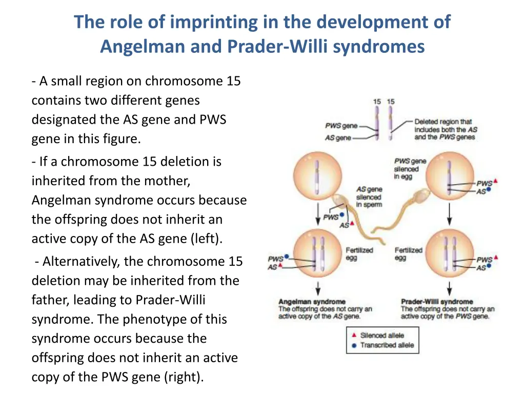 the role of imprinting in the development