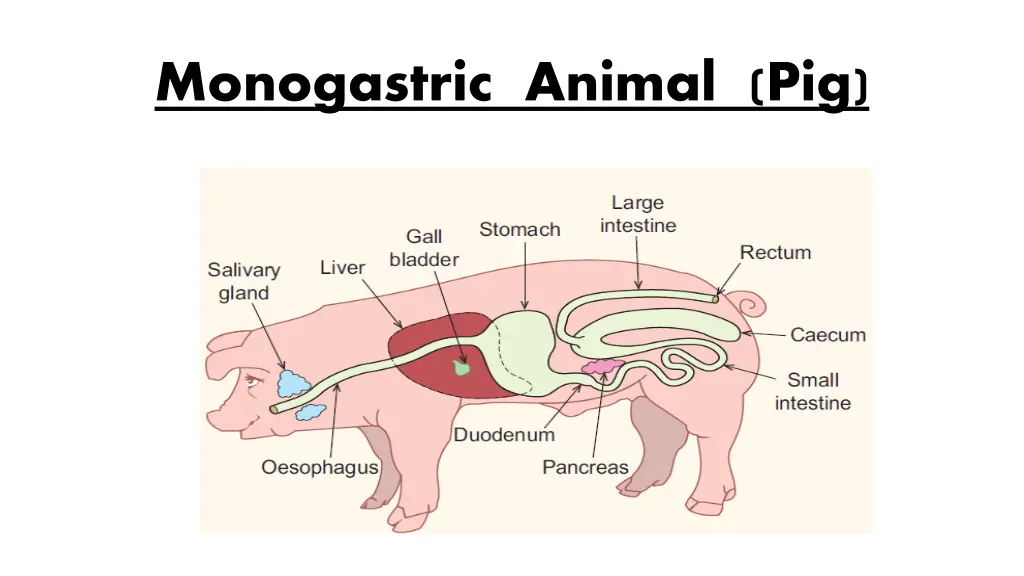 monogastric animal pig