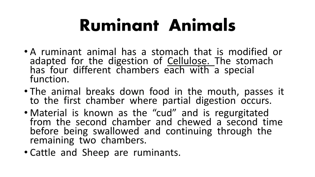 ruminant animals