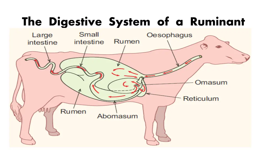 the digestive system of a ruminant