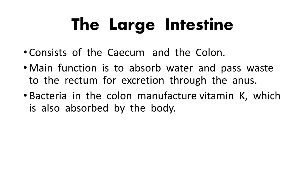 the large intestine