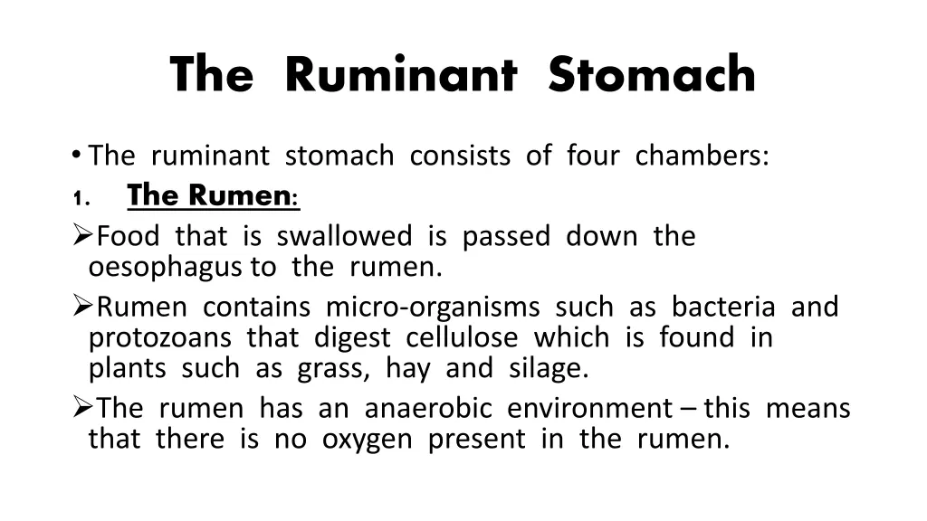 the ruminant stomach