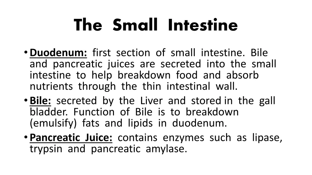 the small intestine