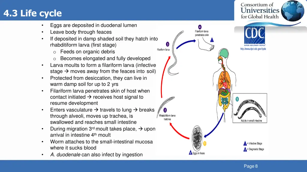 4 3 life cycle