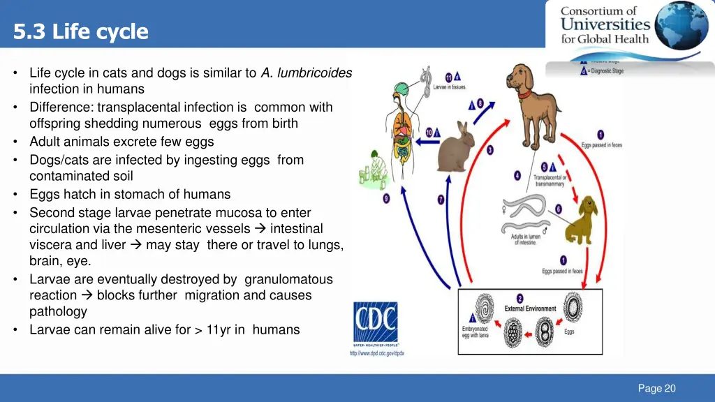 5 3 life cycle