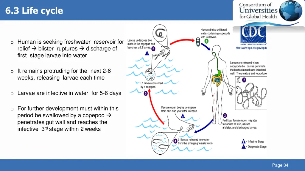 6 3 life cycle