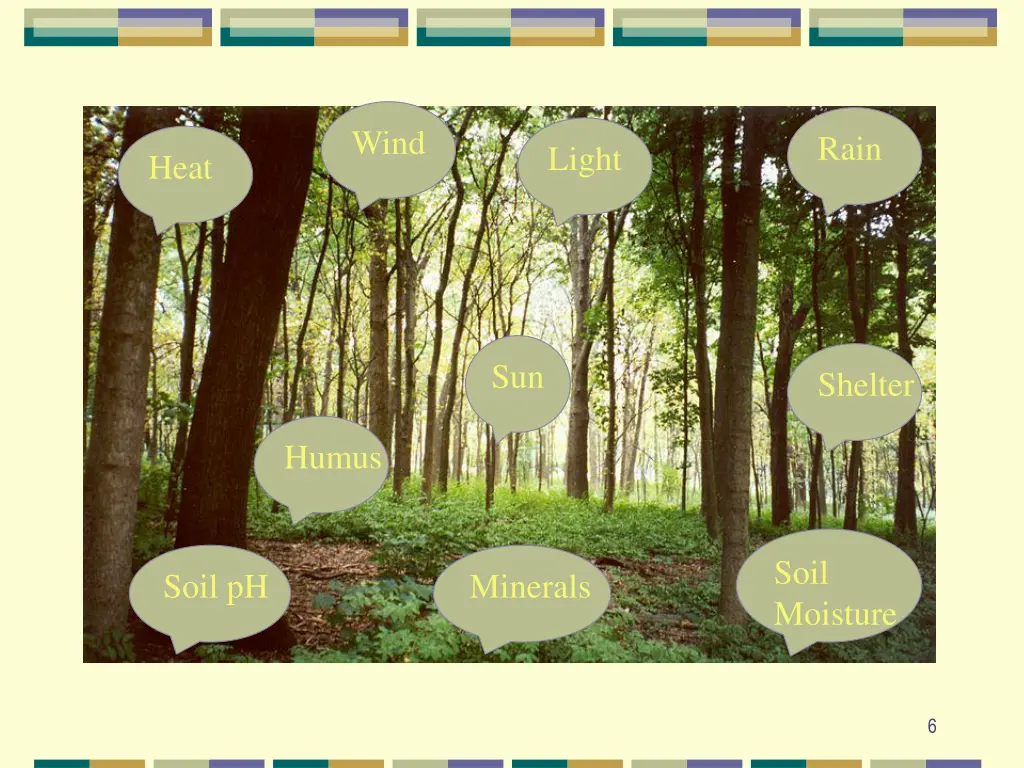 abiotic factors in a woodland wind heat