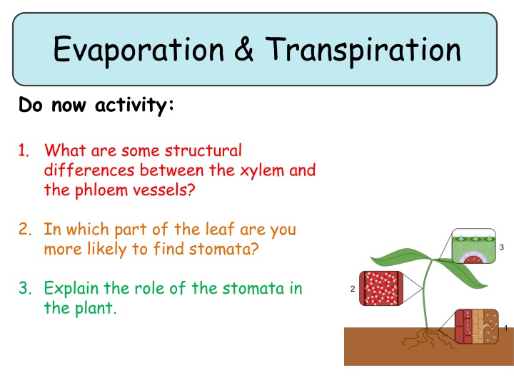 evaporation transpiration