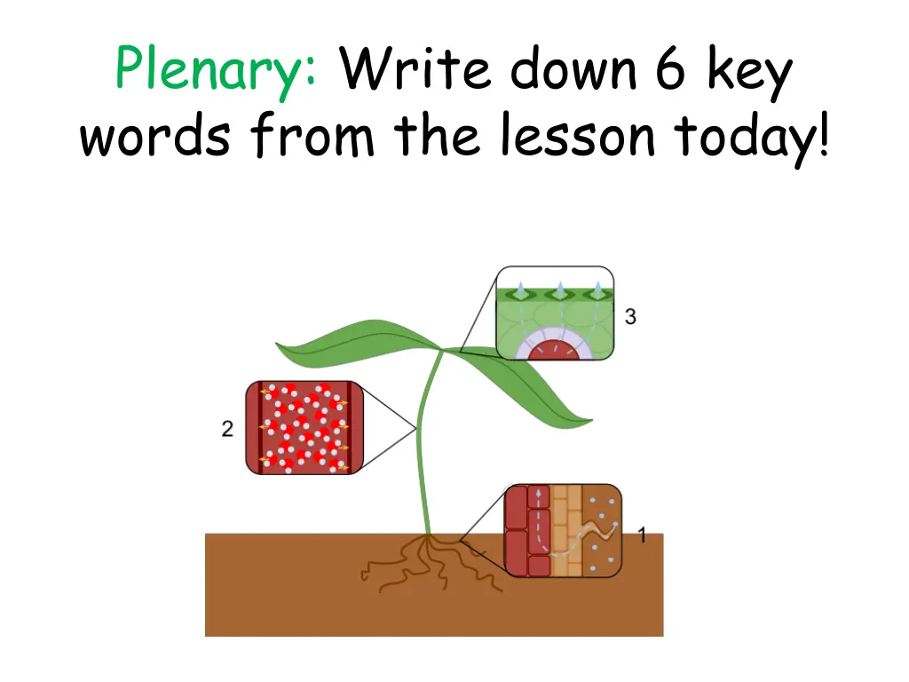 plenary write down 6 key words from the lesson