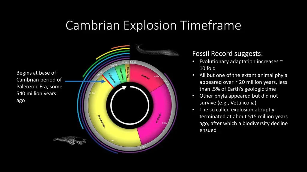 cambrian explosion timeframe