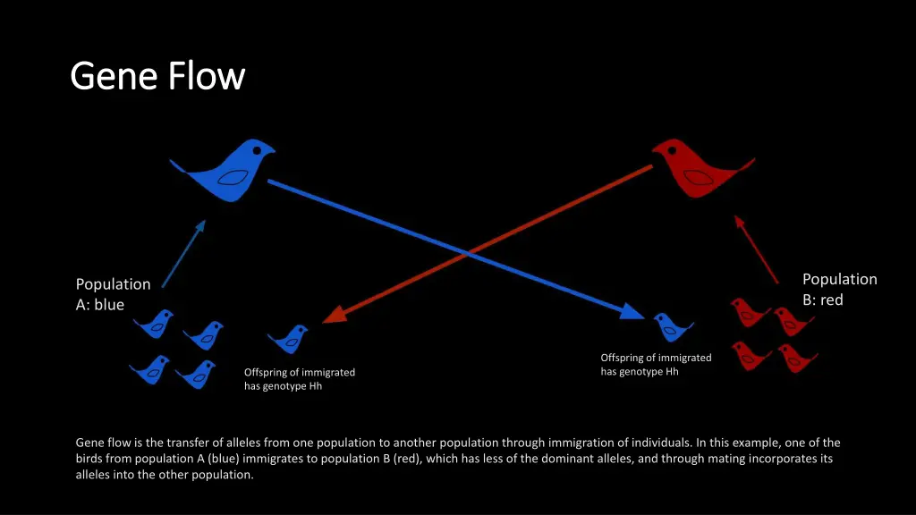 gene flow gene flow