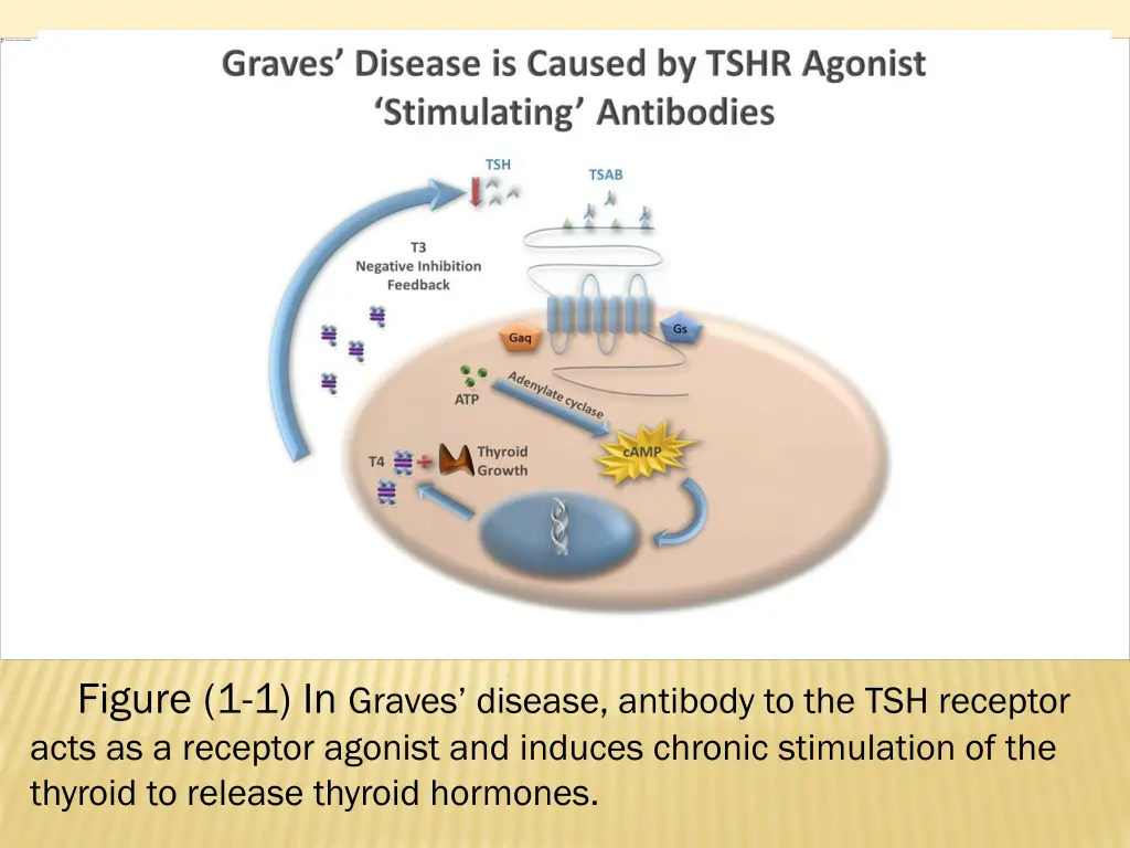 figure 1 1 in graves disease antibody