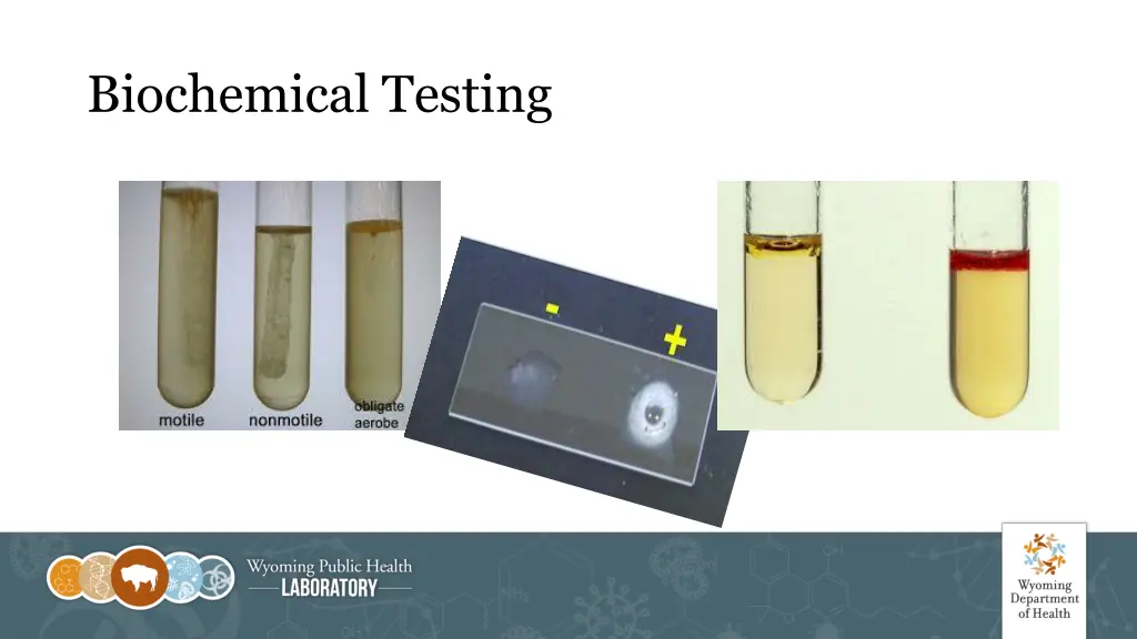 biochemical testing